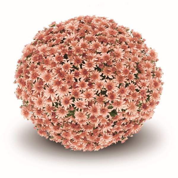 Fonti Coral Potted Garden Mum